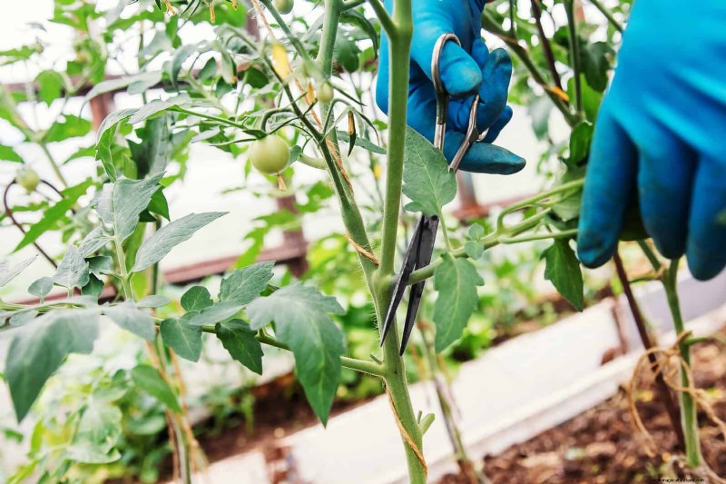 Tomato Leaf Curl: Early Detection & Effective Solutions