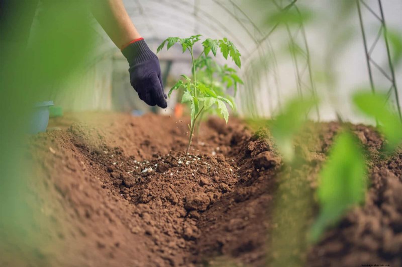 Tomato Leaf Curl: Early Detection & Effective Solutions