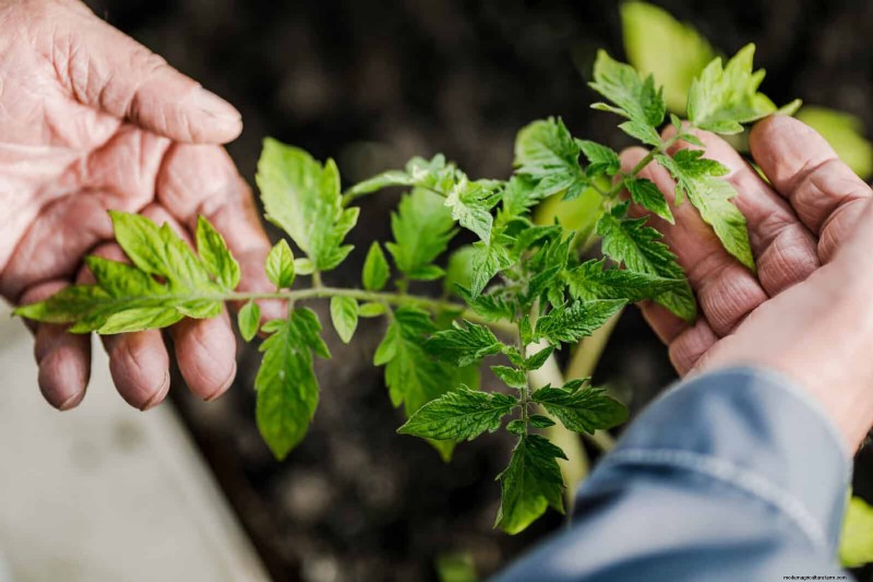 Tomato Leaf Curl: Early Detection & Effective Solutions