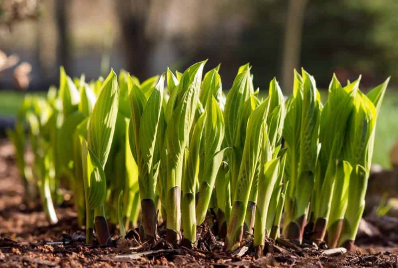 Protect Your Hostas: Quick Slug Control Methods