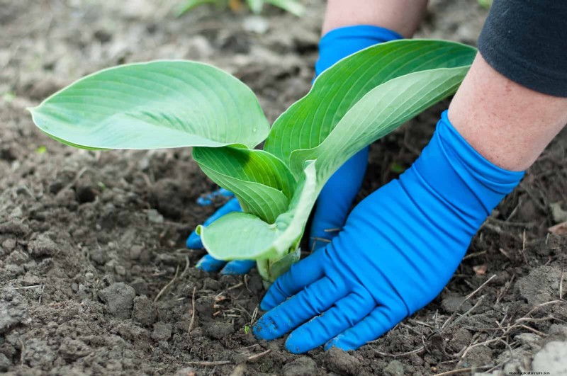 Protect Your Hostas: Quick Slug Control Methods
