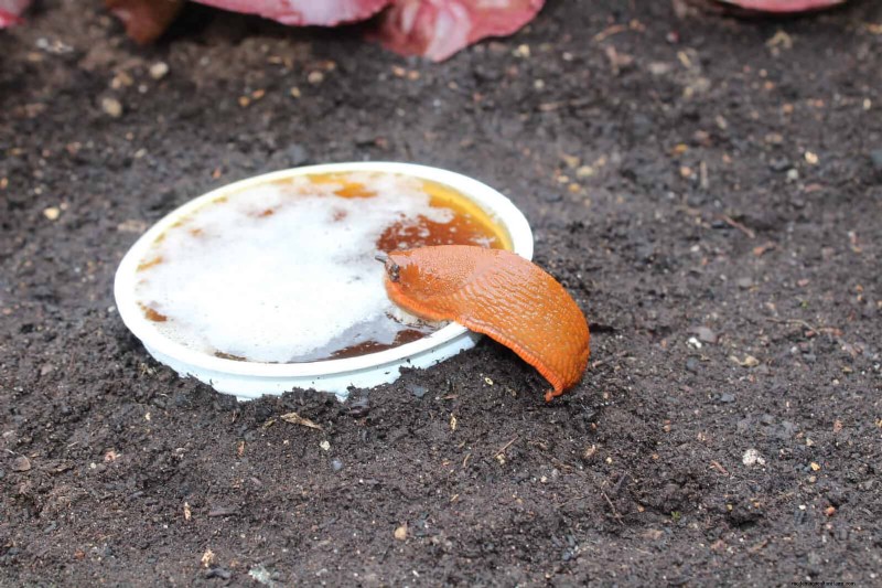 Protect Your Hostas: Quick Slug Control Methods