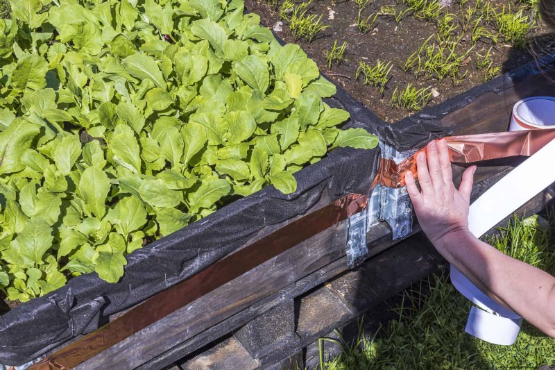 Protect Your Hostas: Quick Slug Control Methods