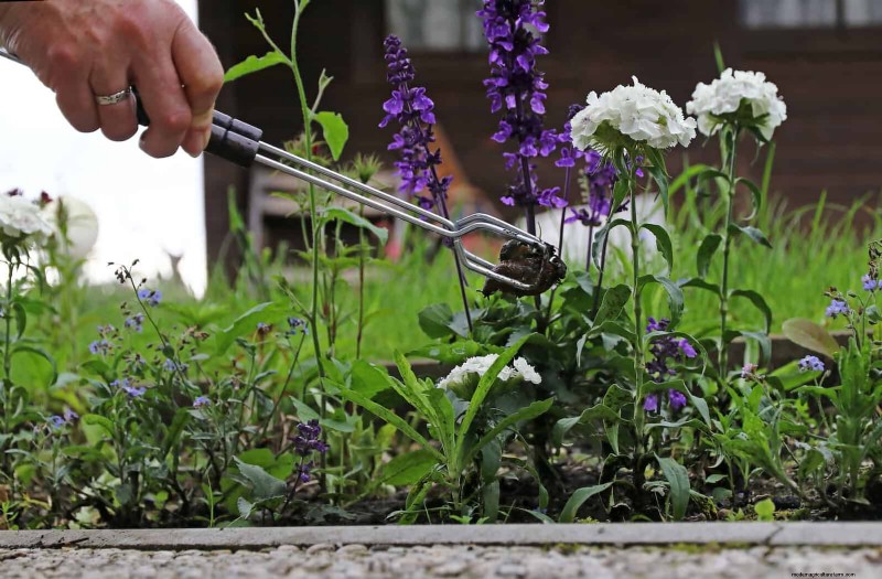Protect Your Hostas: Quick Slug Control Methods