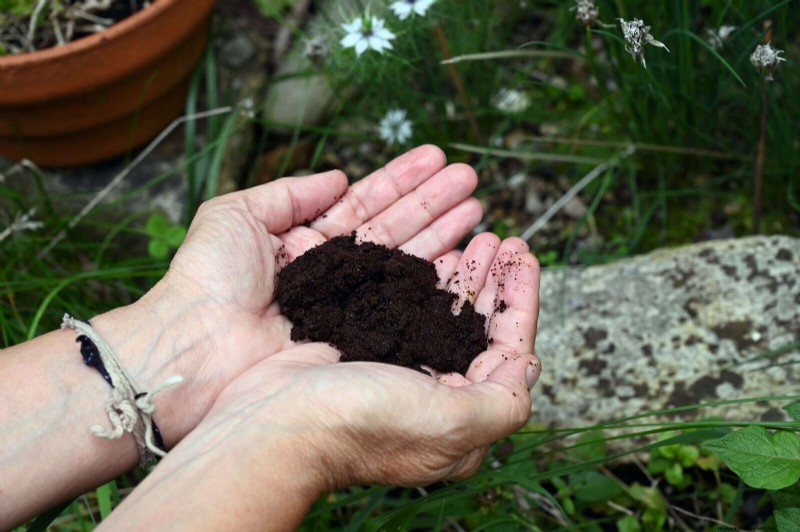 Protect Your Hostas: Quick Slug Control Methods