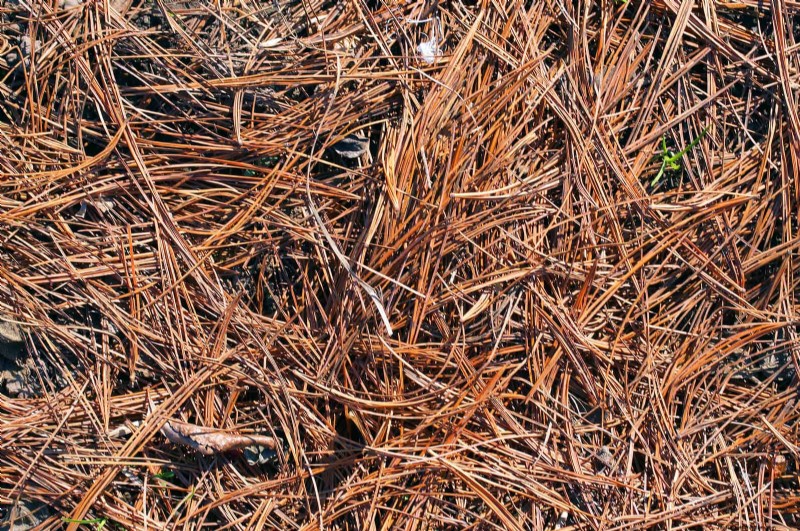 Protect Your Hostas: Quick Slug Control Methods