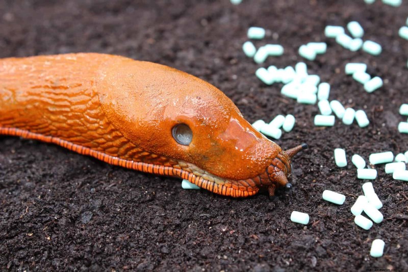 Protect Your Hostas: Quick Slug Control Methods