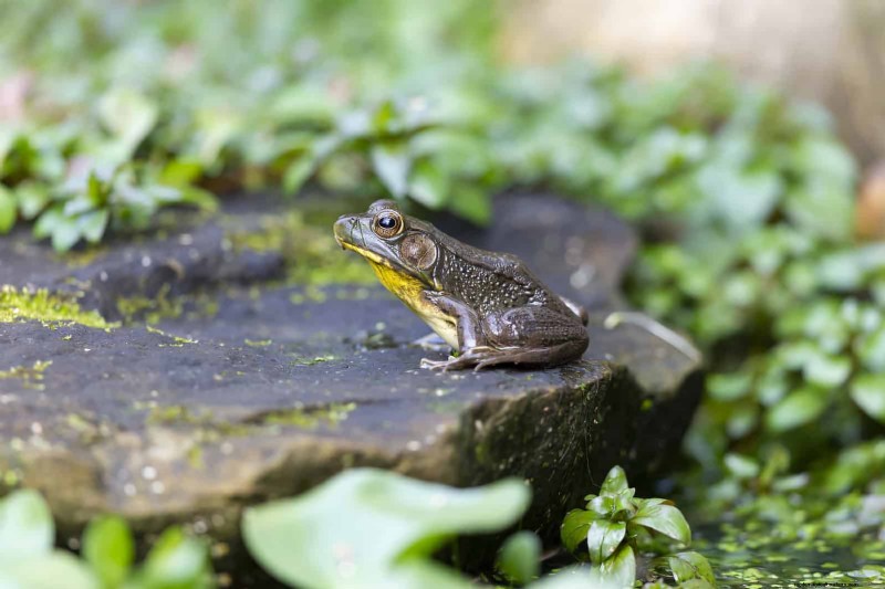 Protect Your Hostas: Quick Slug Control Methods