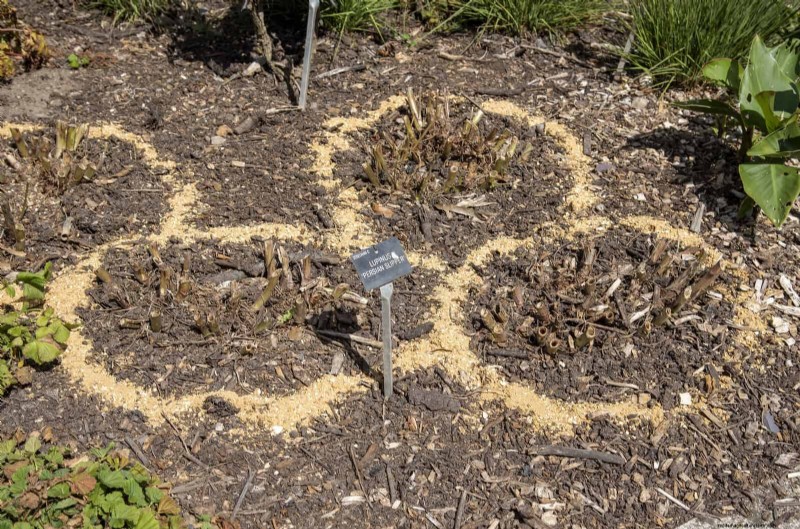 Protect Your Hostas: Quick Slug Control Methods