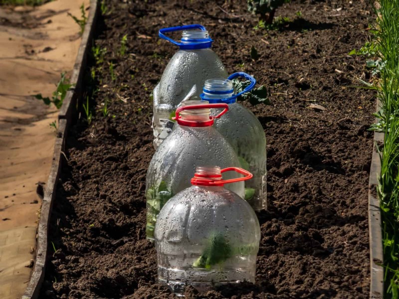 Protect Your Hostas: Quick Slug Control Methods