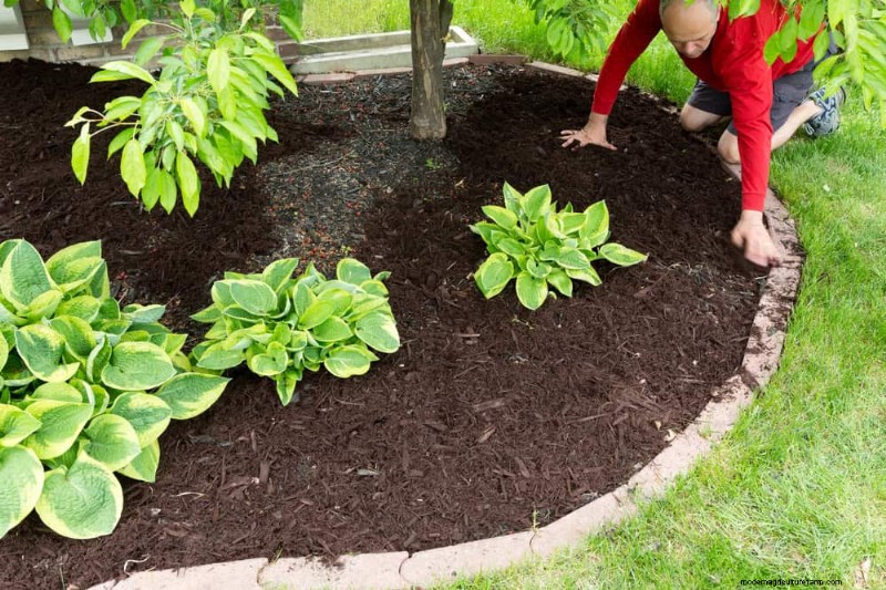 Protect Your Hostas: Quick Slug Control Methods