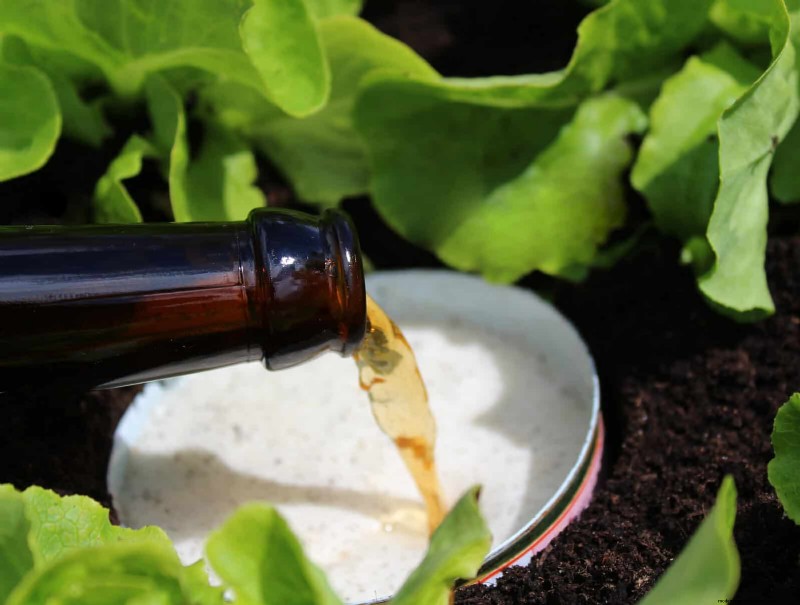 Protect Your Hostas: Quick Slug Control Methods