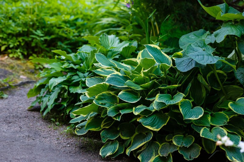 Protect Your Hostas: Quick Slug Control Methods