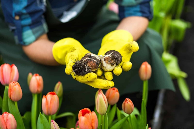 Tulip Bulb Care: How to Rebloom Your Spring Flowers