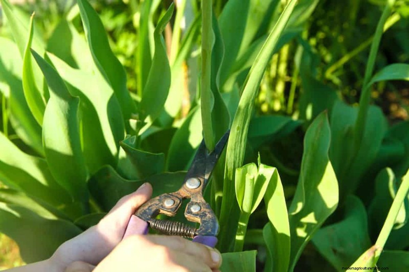 Tulip Bulb Care: How to Rebloom Your Spring Flowers