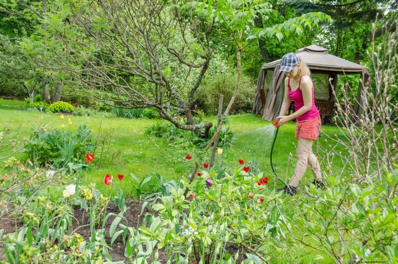 Tulip Bulb Care: How to Rebloom Your Spring Flowers