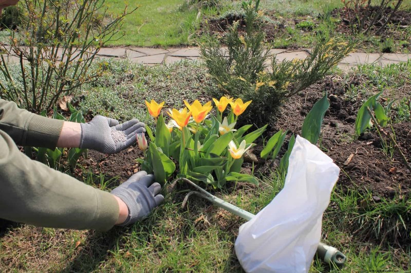 Tulip Bulb Care: How to Rebloom Your Spring Flowers
