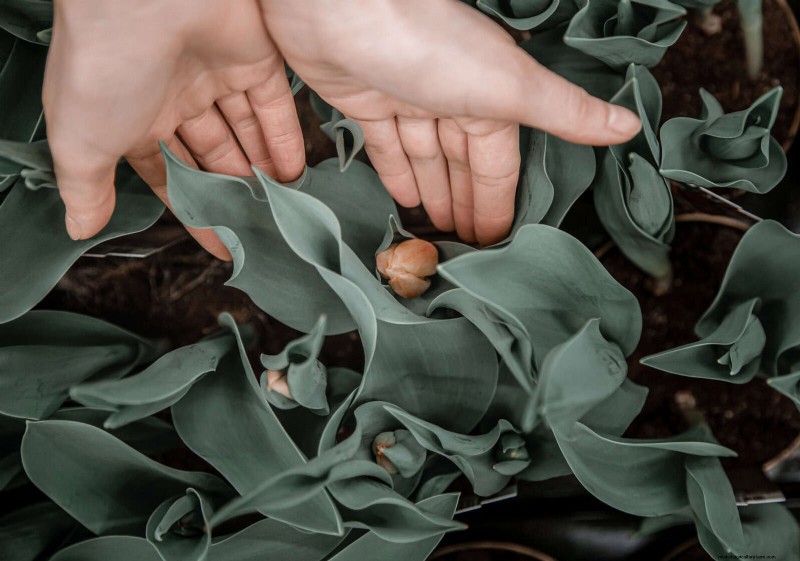 Tulip Bulb Care: How to Rebloom Your Spring Flowers
