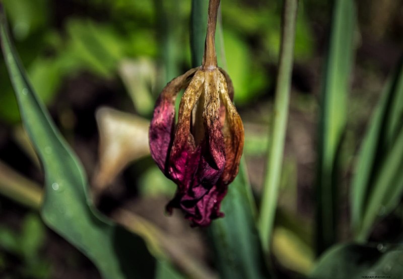 Tulip Bulb Care: How to Rebloom Your Spring Flowers