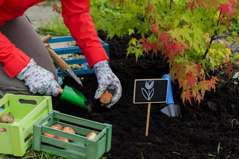 Tulip Bulb Care: How to Rebloom Your Spring Flowers