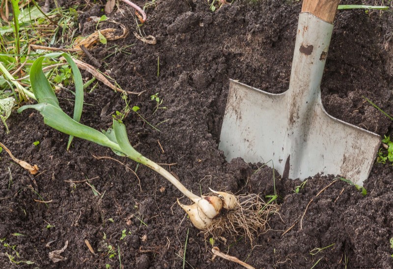 Tulip Bulb Care: How to Rebloom Your Spring Flowers