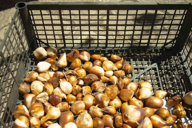 Tulip Bulb Care: How to Rebloom Your Spring Flowers