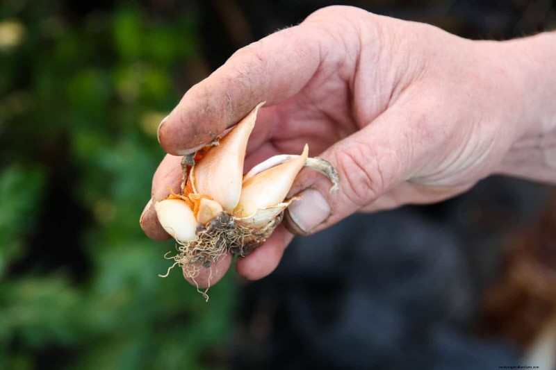 Tulip Bulb Care: How to Rebloom Your Spring Flowers