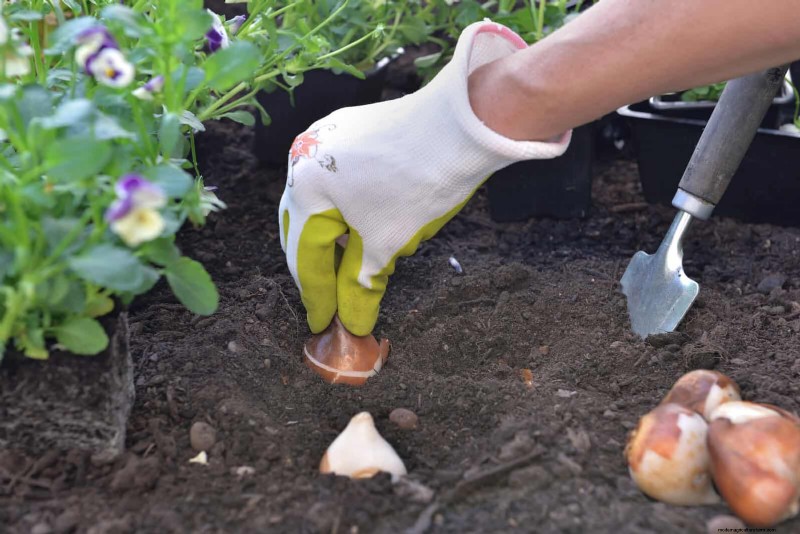 Tulip Bulb Care: How to Rebloom Your Spring Flowers