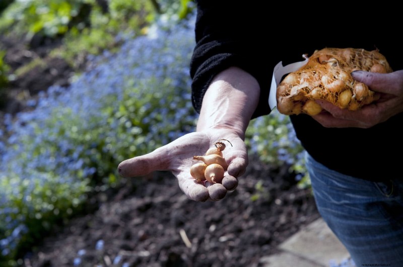 Tulip Bulb Care: How to Rebloom Your Spring Flowers