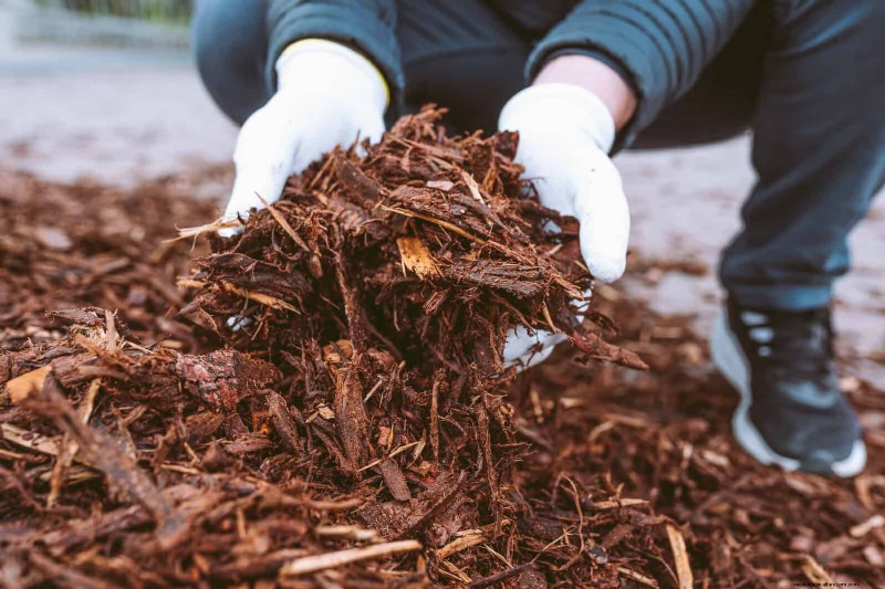 Tulip Bulb Care: How to Rebloom Your Spring Flowers