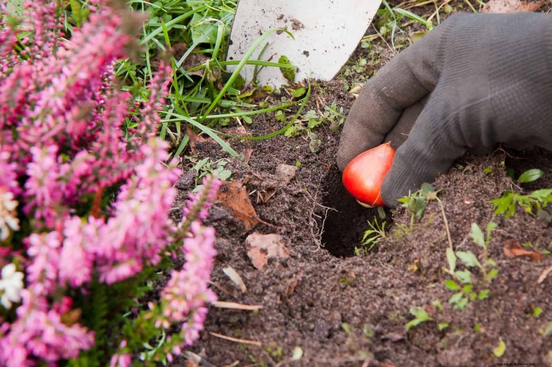Tulip Bulb Care: How to Rebloom Your Spring Flowers