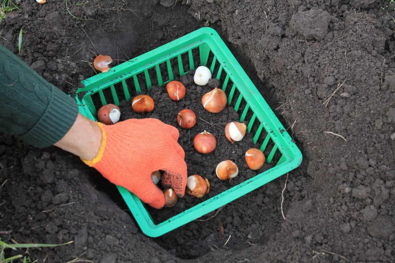 Tulip Bulb Care: How to Rebloom Your Spring Flowers