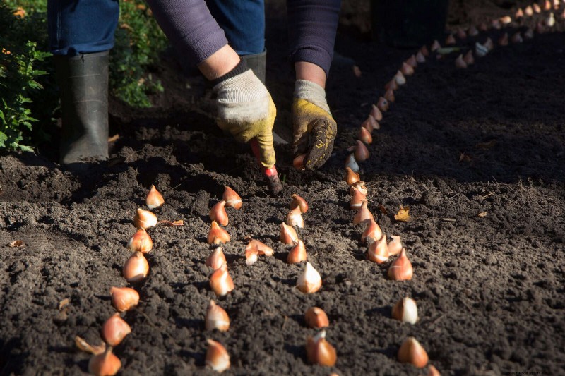 Tulip Bulb Care: How to Rebloom Your Spring Flowers