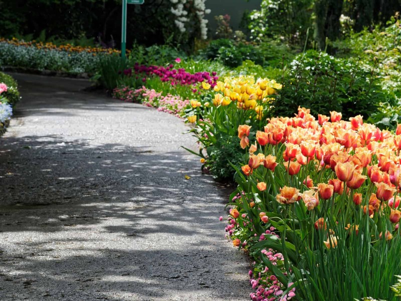 Tulip Bulb Care: How to Rebloom Your Spring Flowers