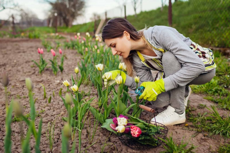 Tulip Bulb Care: How to Rebloom Your Spring Flowers