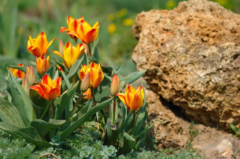 Tulip Bulb Care: How to Rebloom Your Spring Flowers