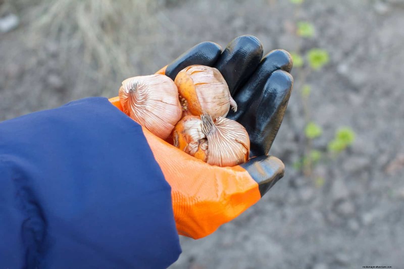 Tulip Bulb Care: How to Rebloom Your Spring Flowers