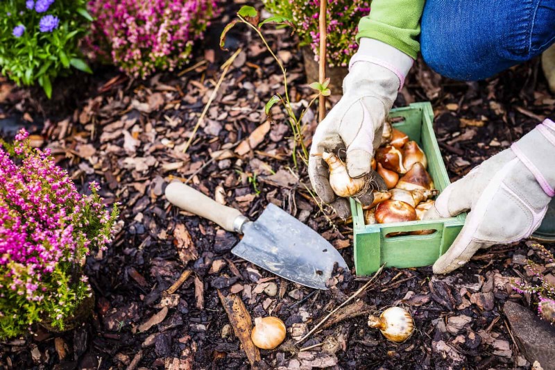 Tulip Bulb Care: How to Rebloom Your Spring Flowers