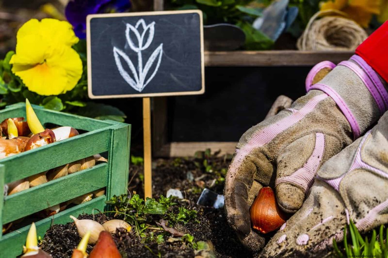 Tulip Bulb Care: How to Rebloom Your Spring Flowers