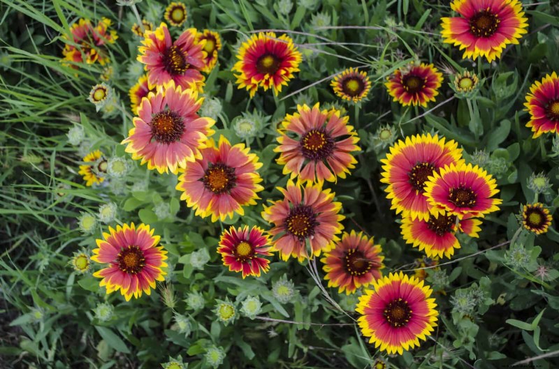 Heat-Tolerant Plants: 25 Proven Choices for Sunny Gardens