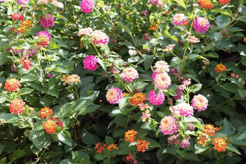 Heat-Tolerant Plants: 25 Proven Choices for Sunny Gardens