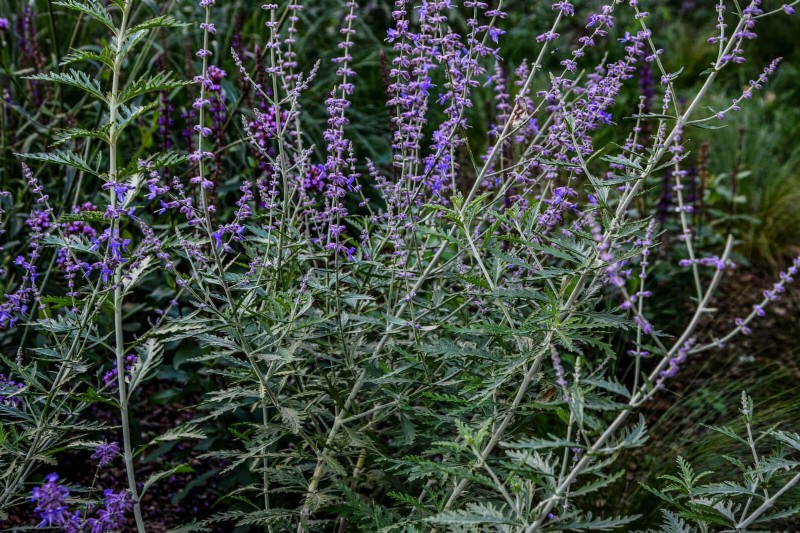 Heat-Tolerant Plants: 25 Proven Choices for Sunny Gardens