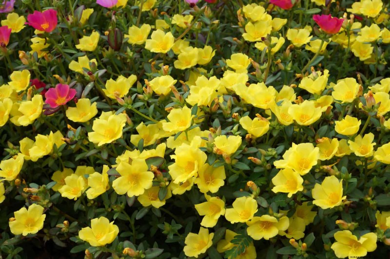 Heat-Tolerant Plants: 25 Proven Choices for Sunny Gardens