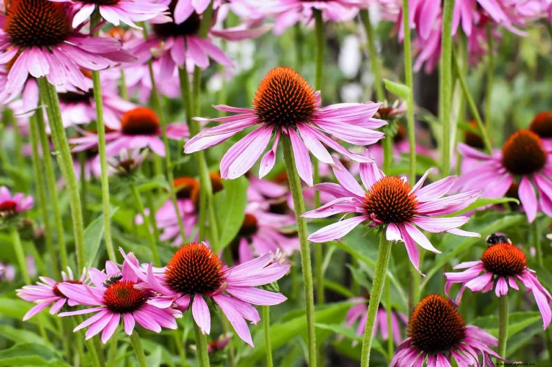 Heat-Tolerant Plants: 25 Proven Choices for Sunny Gardens