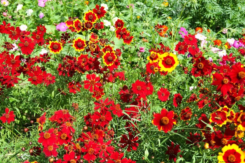 Heat-Tolerant Plants: 25 Proven Choices for Sunny Gardens