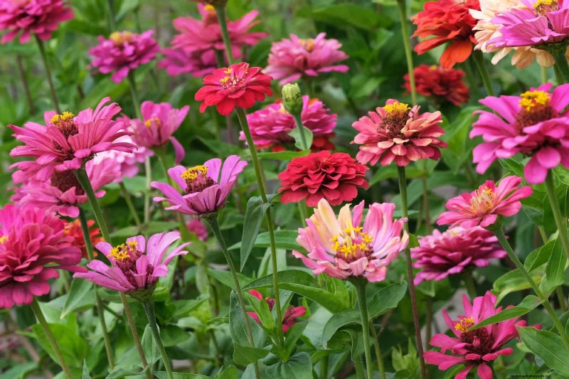 Heat-Tolerant Plants: 25 Proven Choices for Sunny Gardens