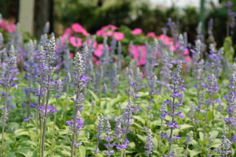 Heat-Tolerant Plants: 25 Proven Choices for Sunny Gardens