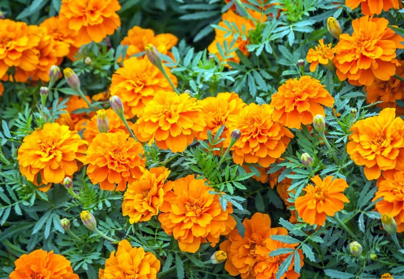 Heat-Tolerant Plants: 25 Proven Choices for Sunny Gardens