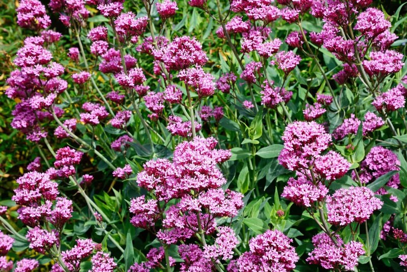 Heat-Tolerant Plants: 25 Proven Choices for Sunny Gardens