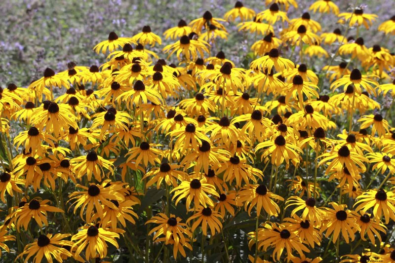Heat-Tolerant Plants: 25 Proven Choices for Sunny Gardens